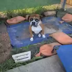 adoptable Dog in Tomball, TX named Boss